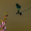 Motylice leskla - Calopteryx splendens - Banded Demoiselle 3641